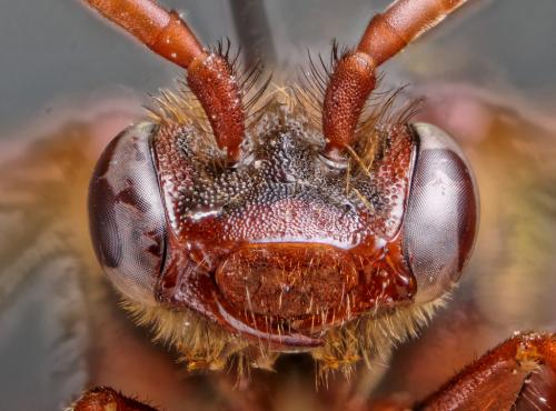 Nomada signata